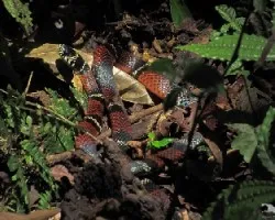 Erythrolamprus bizona