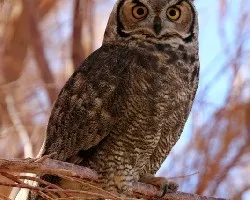 Otra lechuza