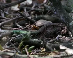 Algún tipo de lagarto