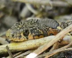 Serpiente de herradura
