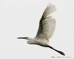 Egretta garzetta