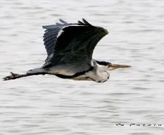 Ardea cinerea