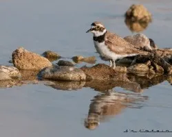 Charadrius dubius