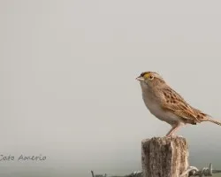 Ammodramus humeralis