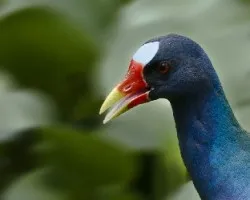 Porphyrio martinicus