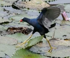 Porphyrio martinicus