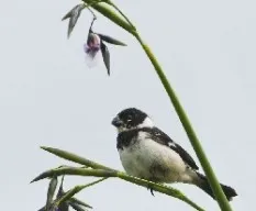 Sporophila torqueola