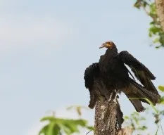 Cathartes burrovianus