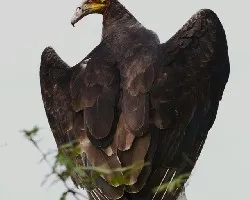 Cathartes burrovianus