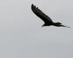 Cathartes burrovianus