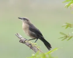 Quiscalus nicaraguensis