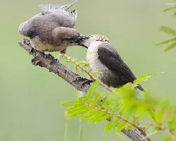 Quiscalus nicaraguensis