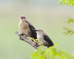 Quiscalus nicaraguensis