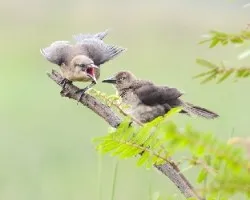 Quiscalus nicaraguensis