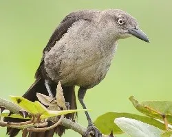 Quiscalus nicaraguensis