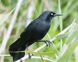 Quiscalus nicaraguensis