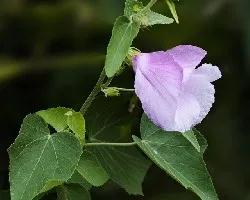 Hibiscus sp