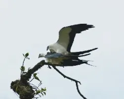 Elanoides forficatus