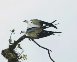 Elanoides forficatus