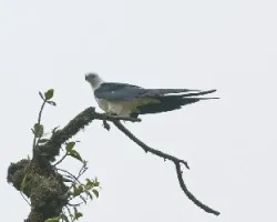 Elanoides forficatus