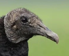 Coragyps atratus