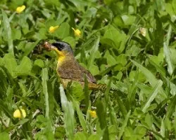 Geothlypis poliocephala