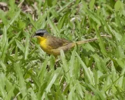 Geothlypis poliocephala