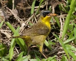 Geothlypis poliocephala
