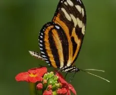 Eueides isabella eva