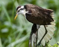 Jacana spinosa