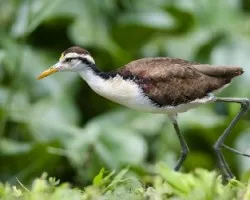 Jacana spinosa