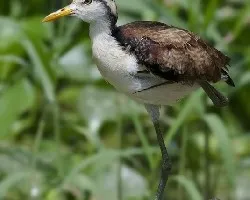 Jacana spinosa