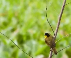 Geothlypis semiflava