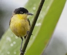 Todirostrum cinereum