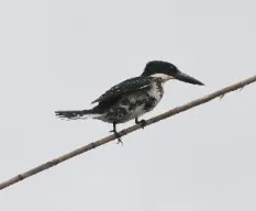 Chloroceryle americana