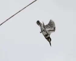 Chloroceryle americana