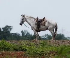 Caballo