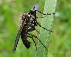 Empis tessellata