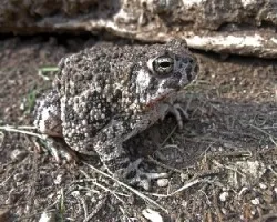 Bufo occidentalis