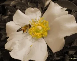 Abeja 