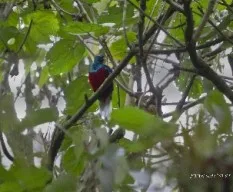 Pharomachrus mocinno