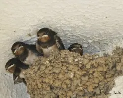 Hirundo rustica