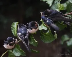 Hirundo rustica