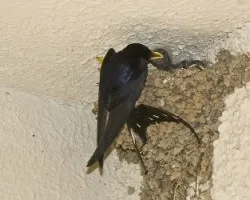 Hirundo rustica