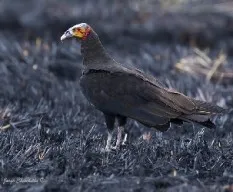Cathartes burrovianus