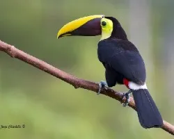 Ramphastos ambiguus