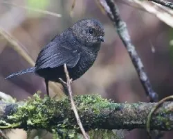 Scytalopus argentifrons