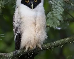 Pulsatrix perspicillata