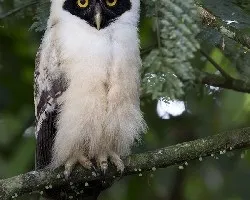 Pulsatrix perspicillata