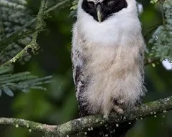 Pulsatrix perspicillata